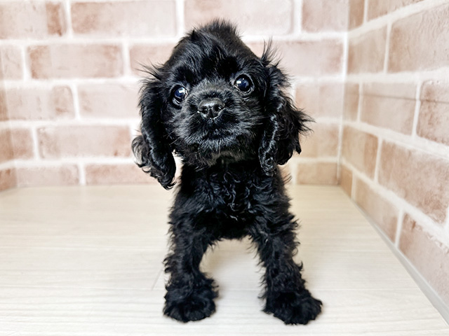 大阪府のアメリカンコッカースパニエル (ペッツファースト東大阪店/2026年2月1日生まれ/男の子/ブラック)の子犬の1枚目の画像