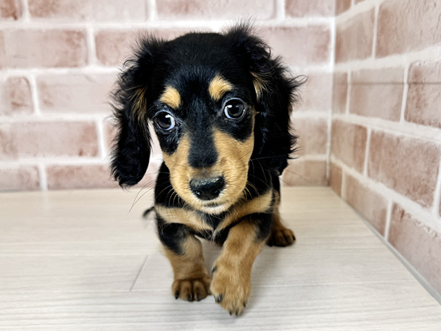 大阪府のミニチュアダックスフンド(ロング) (ペッツファースト東大阪店/2026年1月11日生まれ/男の子/ブラックタン)の子犬の1枚目の画像