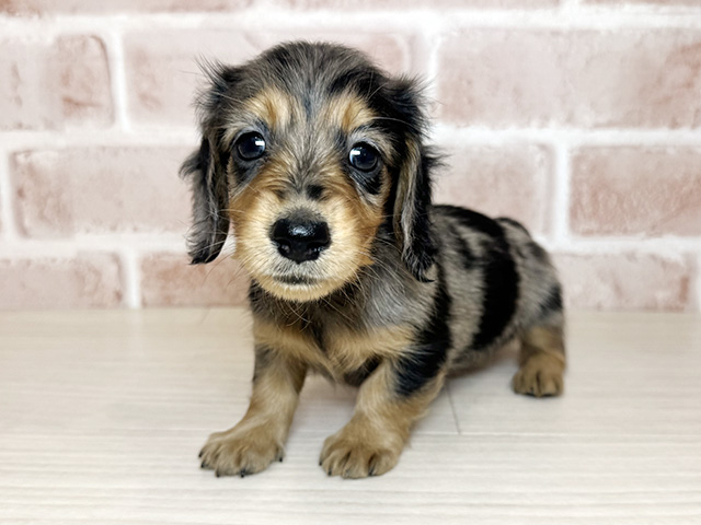 大阪府のミニチュアダックスフンド(ロング) (ペッツファースト東大阪店/2026年1月29日生まれ/女の子/シルバーダップル)の子犬の1枚目の画像