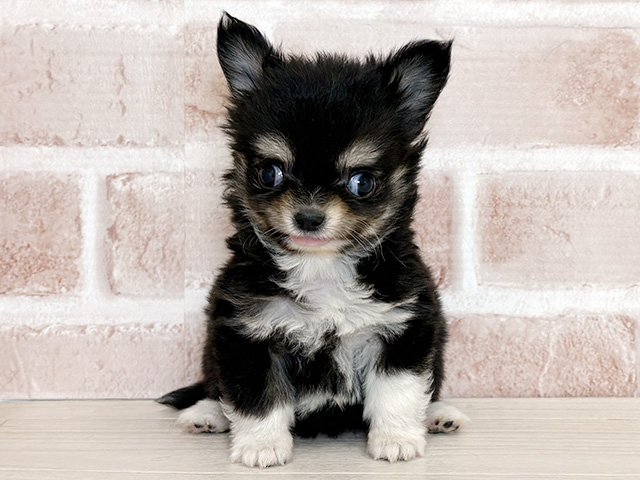 大阪府のチワワ(ロング) (ペッツファースト東大阪店/2026年1月18日生まれ/男の子/ブラックタンホワイト)の子犬