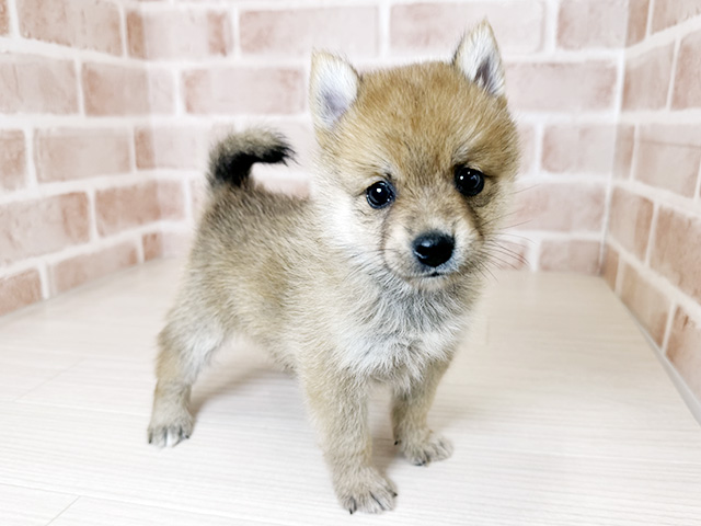 大阪府のポメ柴/豆ポメ/ポメ豆柴(ポメラニアン×柴犬) (ペッツファースト東大阪店/2026年2月1日生まれ/男の子/赤)の子犬の1枚目の画像