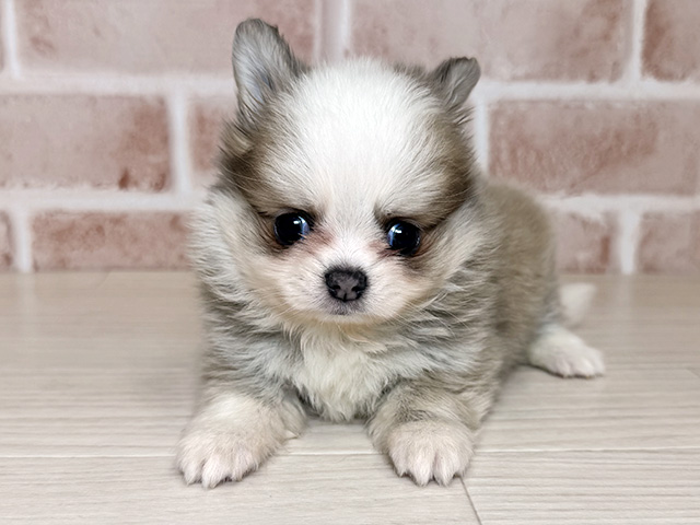 大阪府のポメチワ/チワポメ/ポメチー(ポメラニアン×チワワ) (ペッツファースト東大阪店/2026年2月1日生まれ/女の子/イザベラホワイト)の子犬の1枚目の画像