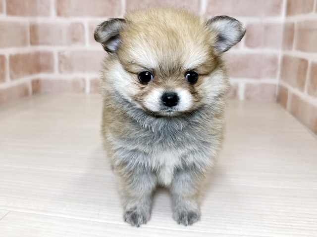 大阪府のポメチワ/チワポメ/ポメチー(ポメラニアン×チワワ) (ペッツファースト東大阪店/2026年2月1日生まれ/女の子/オレンジ)の子犬の1枚目の画像