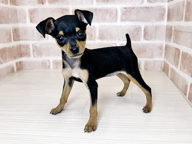 ミニチュアピンシャー, 性別 女の子, 誕生日 2026/01/18, 毛色 ブラックタン, 出身 埼玉県, 店舗 東大阪店(大阪府), お問い合わせ番号 402603309