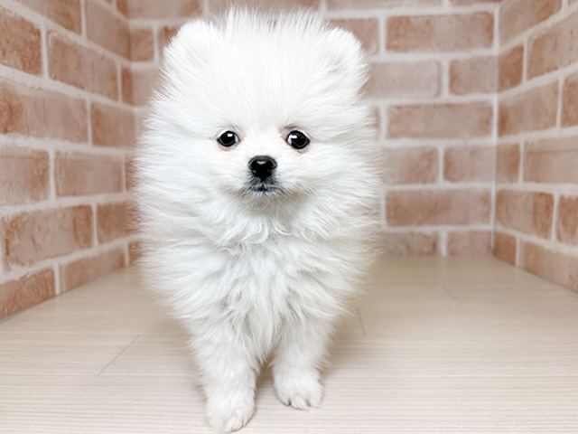 大阪府のポメラニアン (ペッツファースト東大阪店/2026年1月17日生まれ/男の子/クリーム)の子犬の1枚目の画像