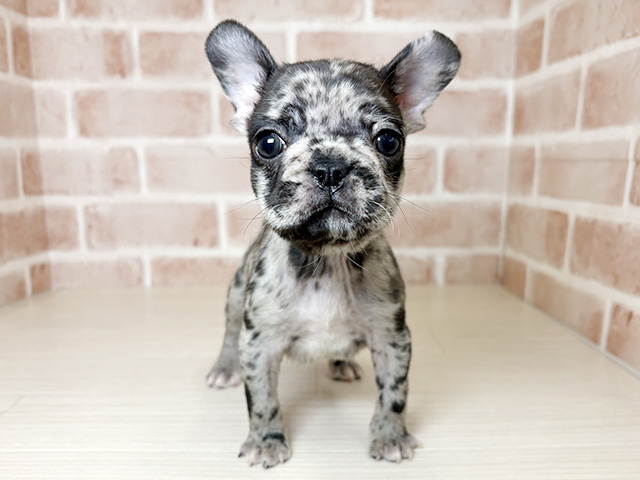 大阪府のフレンチブルドッグ (ペッツファースト東大阪店/2026年2月1日生まれ/男の子/ブルーマール)の子犬の1枚目の画像