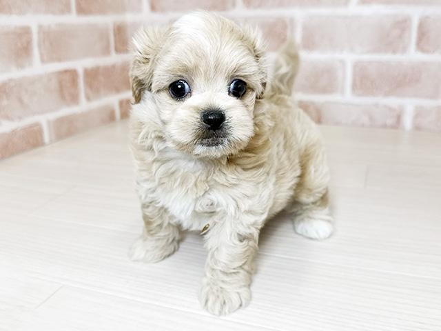 大阪府のペキプー(ペキニーズ×プードル) (ペッツファースト東大阪店/2026年2月1日生まれ/女の子/アプリコットホワイト)の子犬の1枚目の画像