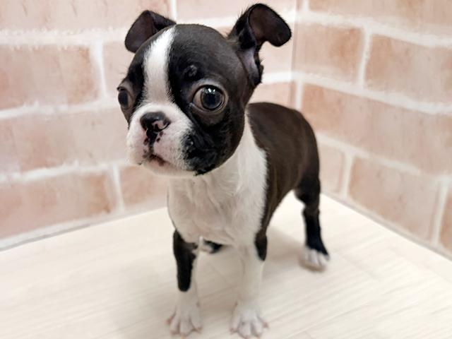 ボストンテリア, 性別 男の子, 誕生日 2026/01/27, 毛色 ボストンカラー, 出身 茨城県, 店舗 一宮店(愛知県), お問い合わせ番号 100940073