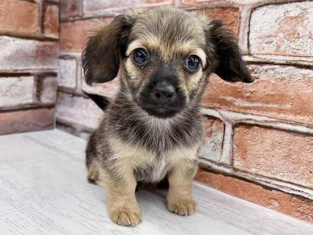 大阪府のチワックス(チワワ×ダックス) (ペッツファースト茨木目垣店/2026年1月31日生まれ/男の子/ブラッククリーム)の子犬の1枚目の画像