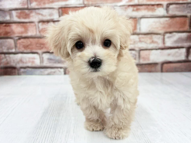 大阪府のマルプー(マルチーズ×プードル) (ペッツファースト茨木目垣店/2026年2月2日生まれ/男の子/クリーム)の子犬の1枚目の画像