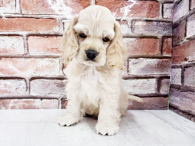 大阪府のアメリカンコッカースパニエル (ペッツファースト茨木目垣店/2026年2月1日生まれ/男の子/バフ)の子犬の1枚目の画像