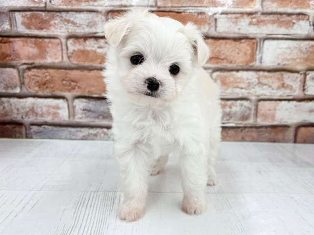 チワマル, 性別 男の子, 誕生日 2026/02/02, 毛色 クリーム, 出身 滋賀県, 店舗 茨木目垣店(大阪府), お問い合わせ番号 100990005