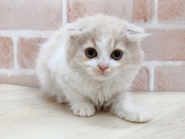 スコティッシュフォールド(立ち耳), 性別 女の子, 誕生日 2026/01/28, 毛色 クリームタビーホワイト, 出身 三重県, 店舗 名古屋南店(愛知県), お問い合わせ番号 100990008