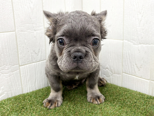 埼玉県のフレンチブルドッグ (ペッツファースト三郷店/2026年1月14日生まれ/男の子/ブルータン)の子犬の1枚目の画像