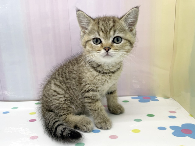 神奈川県のブリティッシュショートヘアー (ペッツファースト湘南平塚店/2026年2月2日生まれ/男の子/ブラウンタビー)の子猫の1枚目の画像