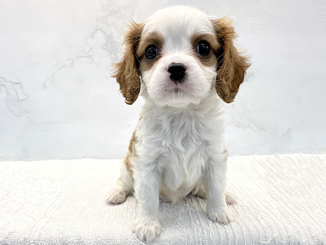 東京都のキャバリアキングチャールズスパニエル (ペッツファーストビバホーム豊洲店/2026年2月1日生まれ/男の子/ブレンハイム)の子犬の1枚目の画像