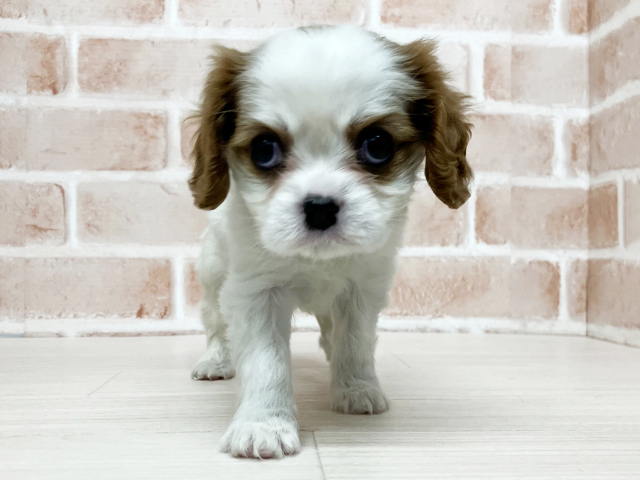 キャバリアキングチャールズスパニエル, 性別 女の子, 誕生日 2026/02/01, 毛色 ブレンハイム, 出身 千葉県, 店舗 須坂店(長野県), お問い合わせ番号 216033008