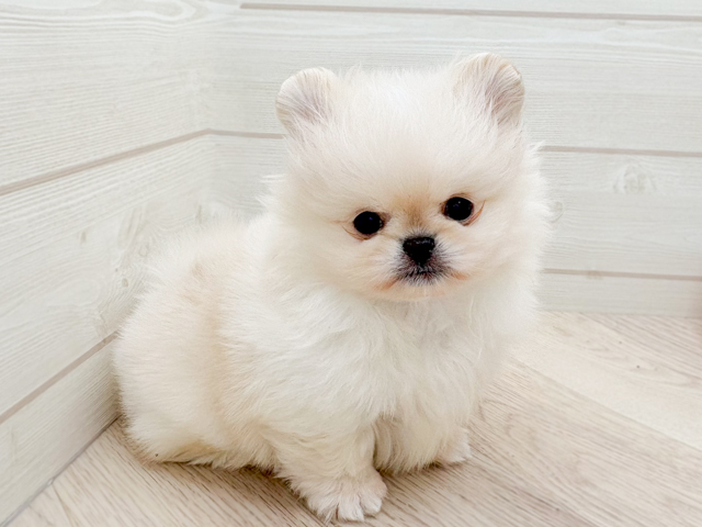 東京都のペキポメ/ポメペキ(ペキニーズ×ポメラニアン) (ペッツファースト渋谷店/2026年1月29日生まれ/男の子/クリーム)の子犬の1枚目の画像