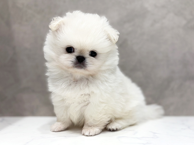 大阪府のペキポメ/ポメペキ(ペキニーズ×ポメラニアン) (ペッツファースト心斎橋本店/2026年1月29日生まれ/男の子/ホワイト)の子犬の1枚目の画像