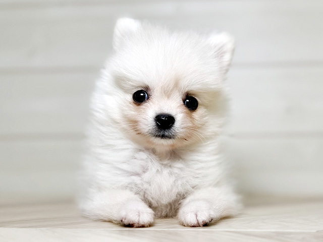 大阪府のポメチワ/チワポメ/ポメチー(ポメラニアン×チワワ) (ペッツファースト梅田店/2026年1月30日生まれ/女の子/クリーム)の子犬