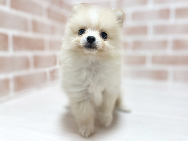大阪府のポメラニアン (ペッツファースト高槻店/2026年1月31日生まれ/男の子/クリーム)の子犬