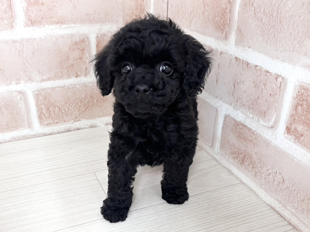 埼玉県のトイプードル(トイ) (ペッツファーストさいたま新都心店/2026年2月1日生まれ/男の子/ブラック)の子犬