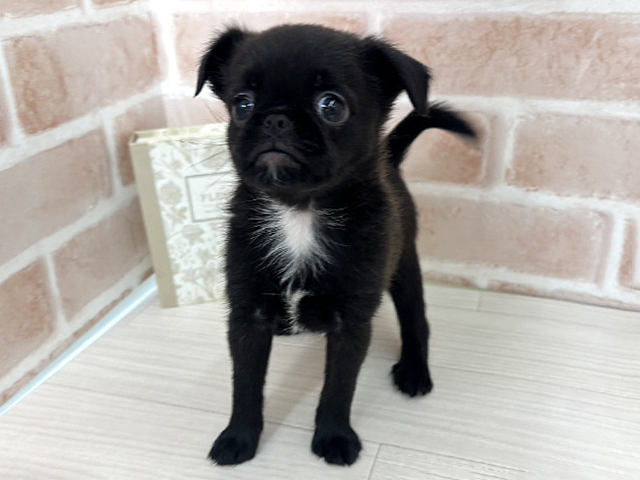 埼玉県のハーフ犬・ミックス犬 (ペッツファーストさいたま新都心店/2026年1月29日生まれ/男の子/ブラック)の子犬の1枚目の画像