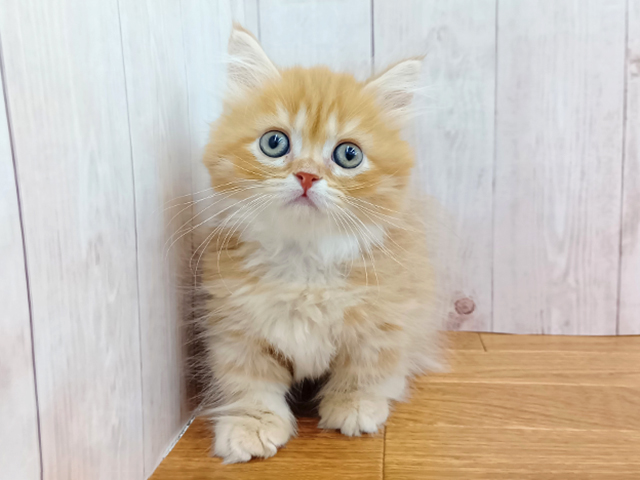 埼玉県のミヌエット (ペッツファースト埼玉大井店/2026年1月28日生まれ/男の子/レッドタビー)の子猫の1枚目の画像