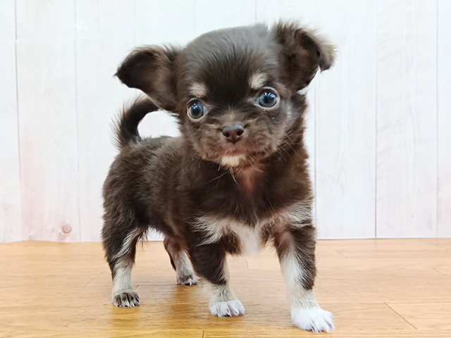 埼玉県のチワワ(ロング) (ペッツファースト埼玉大井店/2026年1月31日生まれ/女の子/チョコレートタンホワイト)の子犬の1枚目の画像