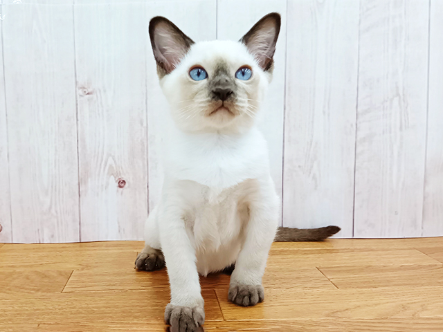 トンキニーズ, 性別 女の子, 誕生日 2026/01/29, 毛色 チョコポイント, 出身 東京都, 店舗 埼玉大井店(埼玉県), お問い合わせ番号 500330210