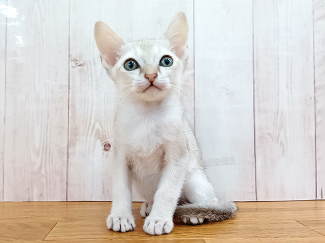 シンガプーラ, 性別 男の子, 誕生日 2026/02/01, 毛色 セピアアグーティ, 出身 栃木県, 店舗 埼玉大井店(埼玉県), お問い合わせ番号 500330211