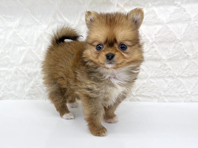 ポメチワ, 性別 女の子, 誕生日 2026/01/31, 毛色 レッド, 出身 和歌山県, 店舗 京都八幡店(京都府), お問い合わせ番号 806033005