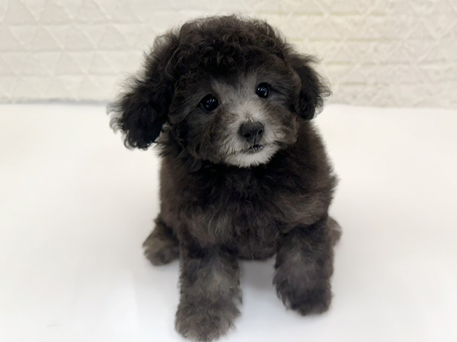 京都府のトイプードル(トイ) (ペッツファースト京都八幡店/2026年2月1日生まれ/女の子/グレー)の子犬