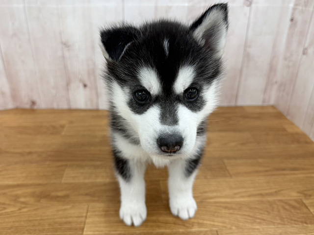 埼玉県のシベリアンハスキー (ペッツファースト埼玉大井店/2026年2月2日生まれ/女の子/シルバーホワイト)の子犬の1枚目の画像