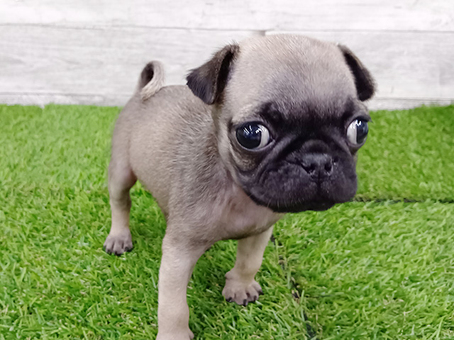 パグ, 性別 男の子, 誕生日 2026/02/01, 毛色 フォーン, 出身 群馬県, 店舗 久喜菖蒲店(埼玉県), お問い合わせ番号 100940064