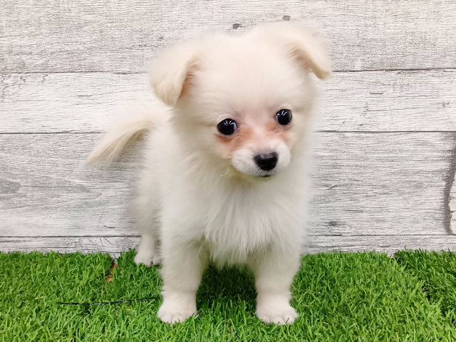 埼玉県のポメックス(ポメラニアン×ダックス) (ペッツファースト久喜菖蒲店/2026年2月1日生まれ/女の子/クリーム)の子犬の1枚目の画像