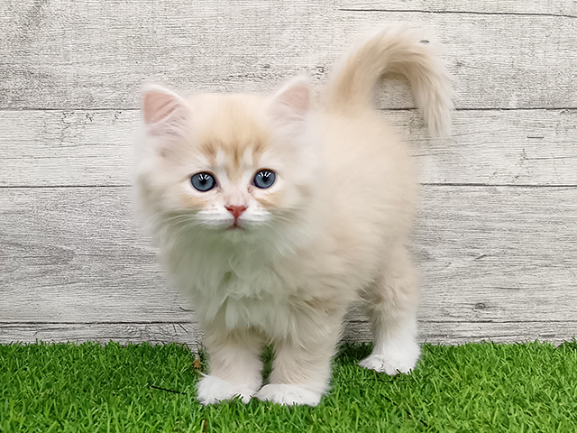 埼玉県のミヌエット (ペッツファースト久喜菖蒲店/2026年2月2日生まれ/女の子/クリームタビーホワイト)の子猫の1枚目の画像