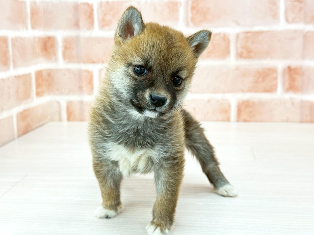 東京都の柴犬(標準サイズ) (ペッツファースト八王子多摩美大前店/2026年2月2日生まれ/女の子/赤)の子犬