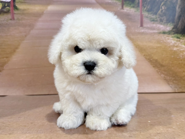 埼玉県のビションフリーゼ (ペッツファースト与野店/2026年2月1日生まれ/男の子/ホワイト)の子犬の1枚目の画像