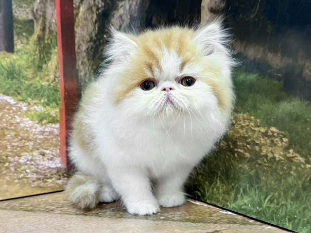 エキゾチック, 性別 女の子, 誕生日 2026/02/03, 毛色 レッドタビーホワイト, 出身 宮城県, 店舗 与野店(埼玉県), お問い合わせ番号 100940088