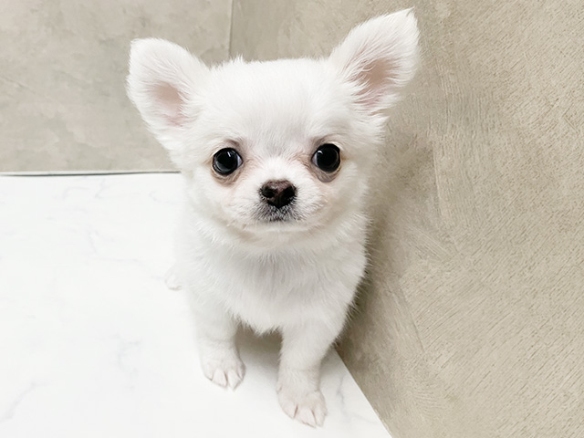 長野県のチワワ(ロング) (ペッツファースト須坂店/2026年1月20日生まれ/男の子/ホワイト)の子犬の1枚目の画像