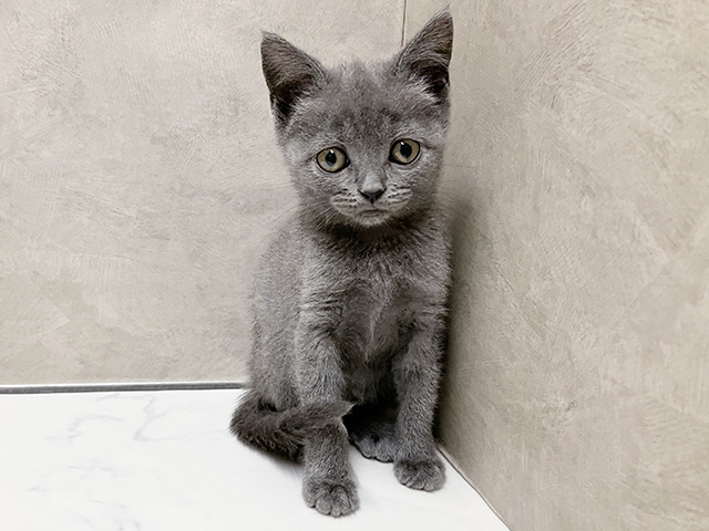 石川県のブリティッシュショートヘアー (ペッツファースト御経塚店/2026年2月2日生まれ/男の子/ブルー)の子猫の1枚目の画像