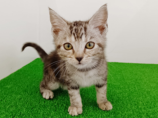富山県のアメリカンショートヘアー (ペッツファースト富山店/2026年1月25日生まれ/女の子/ブラウントービー)の子猫の1枚目の画像