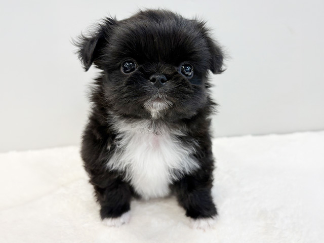 京都府のチワペキ/ペキチー/ペキチワ(チワワ×ペキニーズ) (ペッツファースト京都八幡店/2026年1月30日生まれ/女の子/ブラックホワイト)の子犬の1枚目の画像