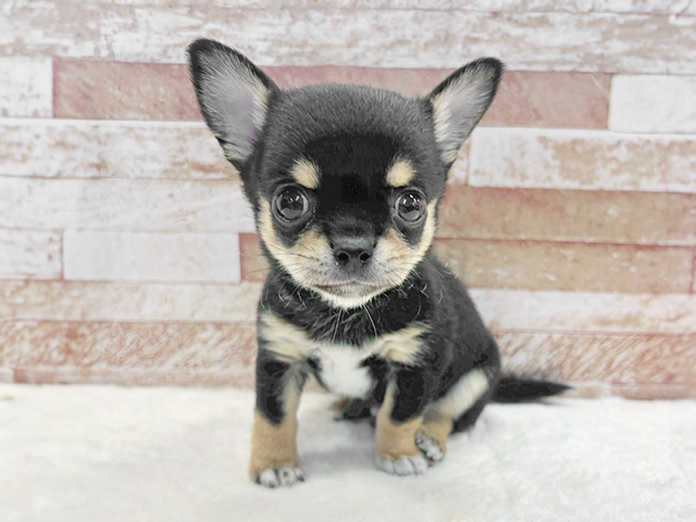 チワワ(スムース), 性別 男の子, 誕生日 2026/01/31, 毛色 ブラックタンホワイト, 出身 茨城県, 店舗 京都八幡店(京都府), お問い合わせ番号 200330403