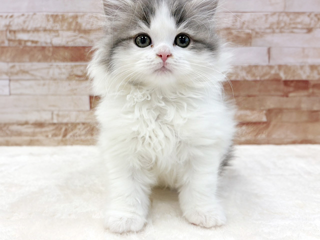 京都府のサイベリアン (ペッツファースト京都八幡店/2026年1月30日生まれ/男の子/ブルータビーホワイト)の子猫の1枚目の画像