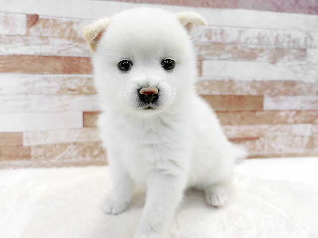 京都府のポメ柴/豆ポメ/ポメ豆柴(ポメラニアン×柴犬) (ペッツファースト京都八幡店/2026年1月31日生まれ/女の子/白)の子犬