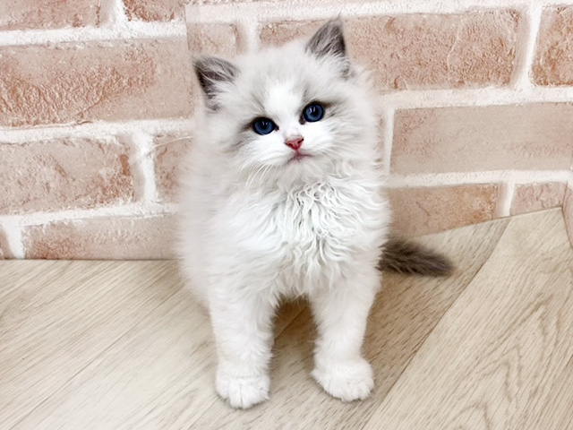 大阪府のラグドール (ペッツファースト寝屋川店/2026年1月25日生まれ/男の子/ブルーポイントバイカラー)の子猫の1枚目の画像