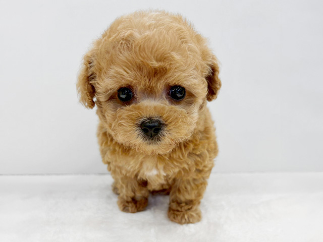 京都府のトイプードル(ティーカップ) (ペッツファースト京都八幡店/2026年2月5日生まれ/男の子/オレンジフォーン)の子犬の1枚目の画像