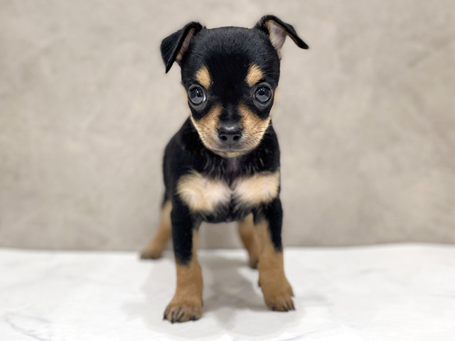 ミニチュアピンシャーミックス